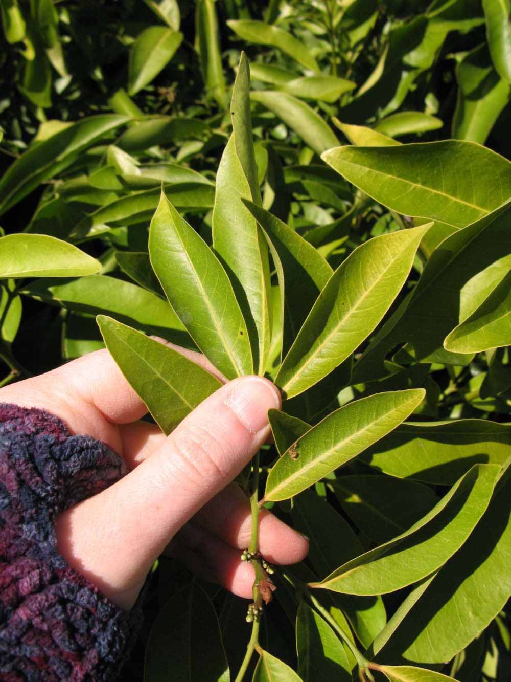            Leaf of  Glycosmis pentaphylla       (Winter Haven,   FL)   